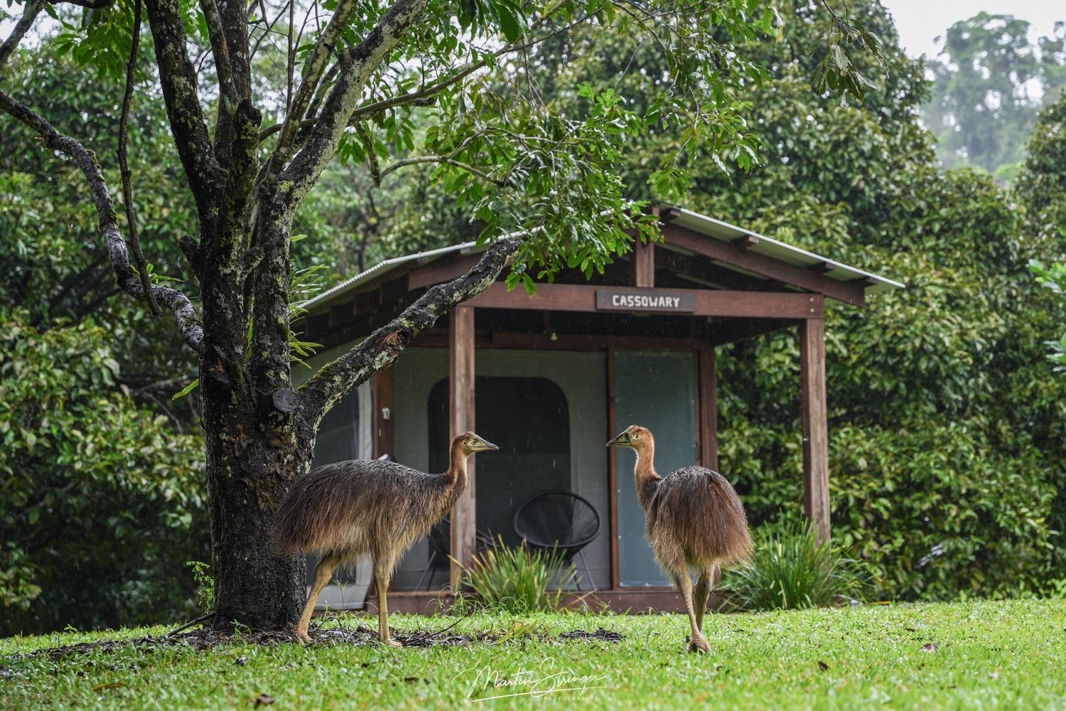 Noah Creek Eco Huts Villa Cape Tribulation Exterior photo